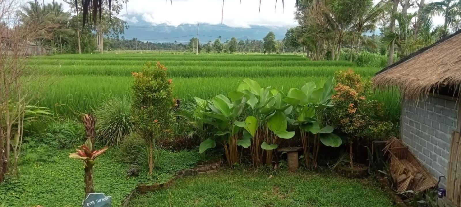New Rinjani Homestay Tetebatu Habitación foto